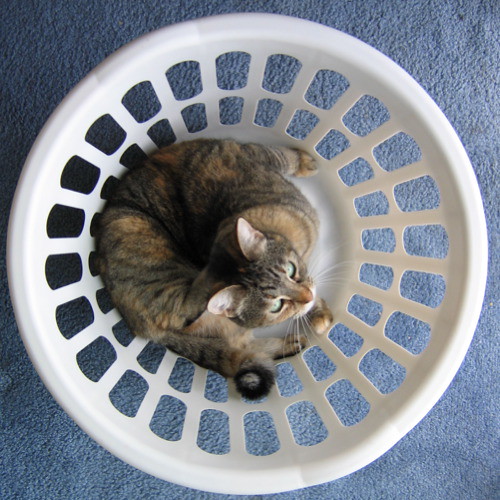 A grey cat sits within a white
                laundry hamper, looking up at the camera